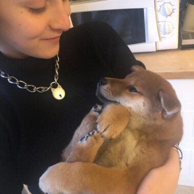 cucciolo shiba inu e padrone