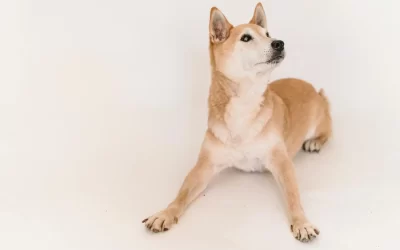 Sai riconoscere uno Shiba Inu?