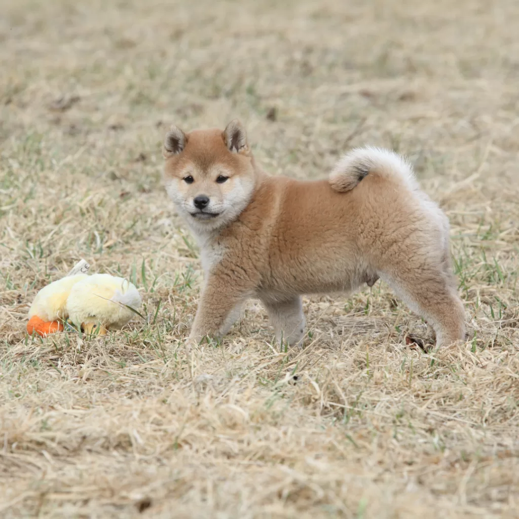 fasi della crrscita cani shiba inu