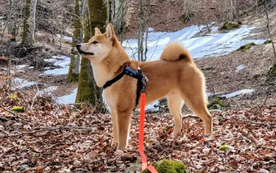 Passeggiate e trekking con il cane Shiba Inu