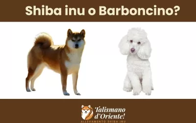 Shiba Inu o Barboncino? I consigli del nostro allevamento