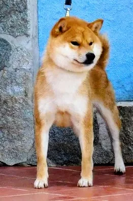 Cane Shiba Inu Maschio padre della cucciolata di nome Koto