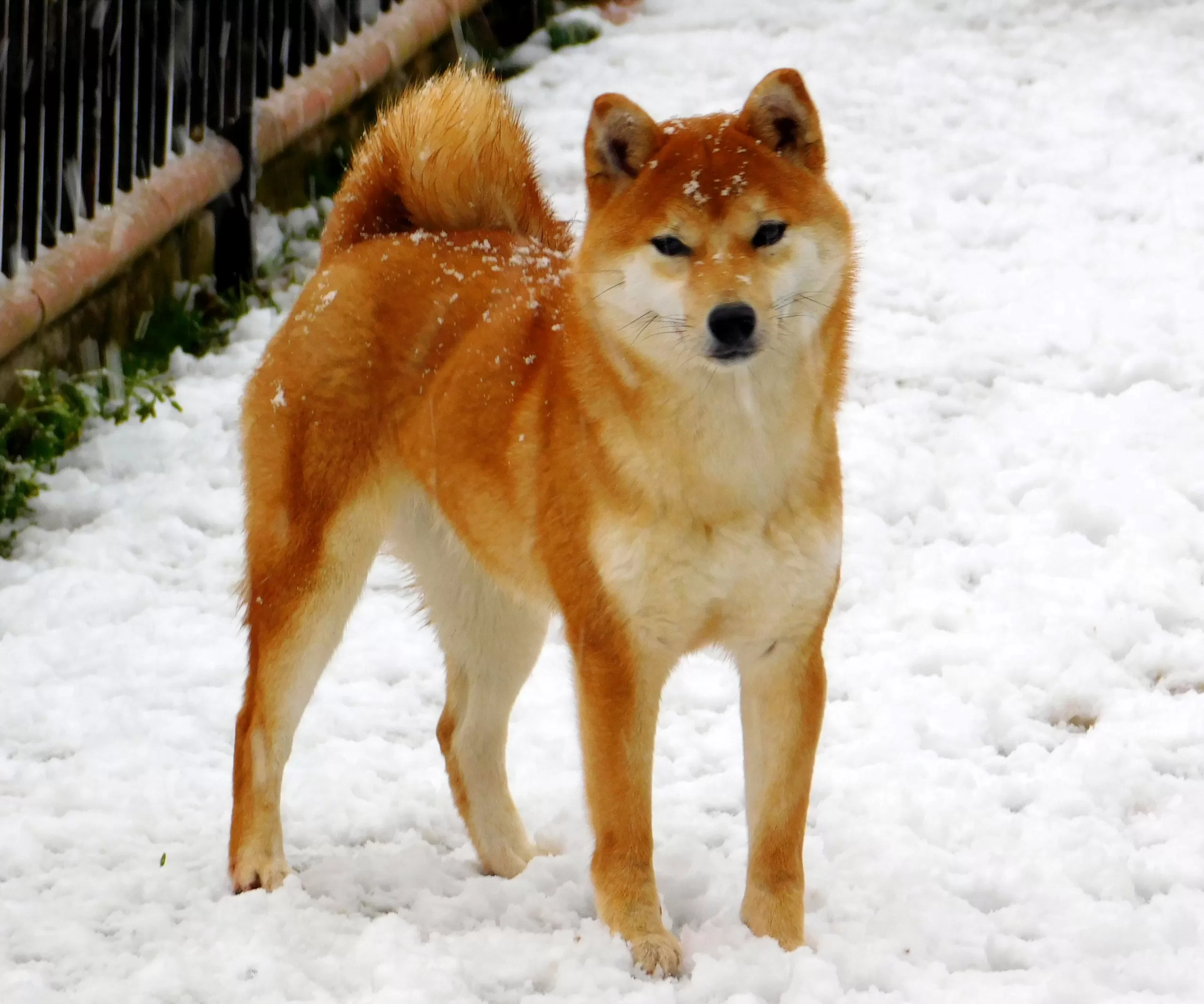 shiba inu femmina__akai tsuki- luna splendente