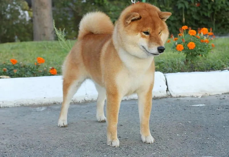 Cane Shiba Inu Maschio padre della cucciolata di nome Koto